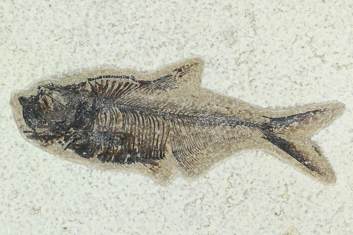 4.9" Fossil Fish (Diplomystus) - Green River Formation